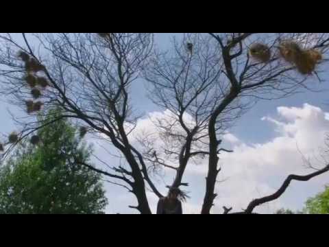 Happy Days - Ghalì Official Video 🎶