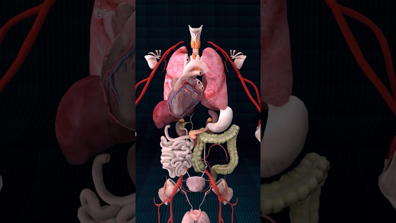 Internal Organs Anatomy Overview ♻️