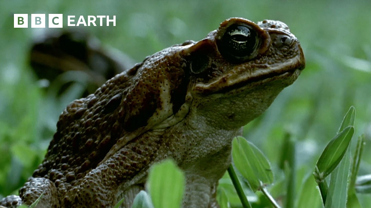 1 Hour of Magnificent Moments with Sir David Attenborough | BBC Earth