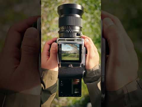 A Classic Reimagined: 202FA x CFV 100C Under the Cherry Blossoms 🌸I Hasselblad