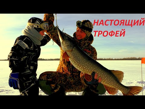 Огромные щуки рвут леску!!! Такие тут щуки. Трофейная рыбалка на жерлицы 2021 / MAX HUNTER