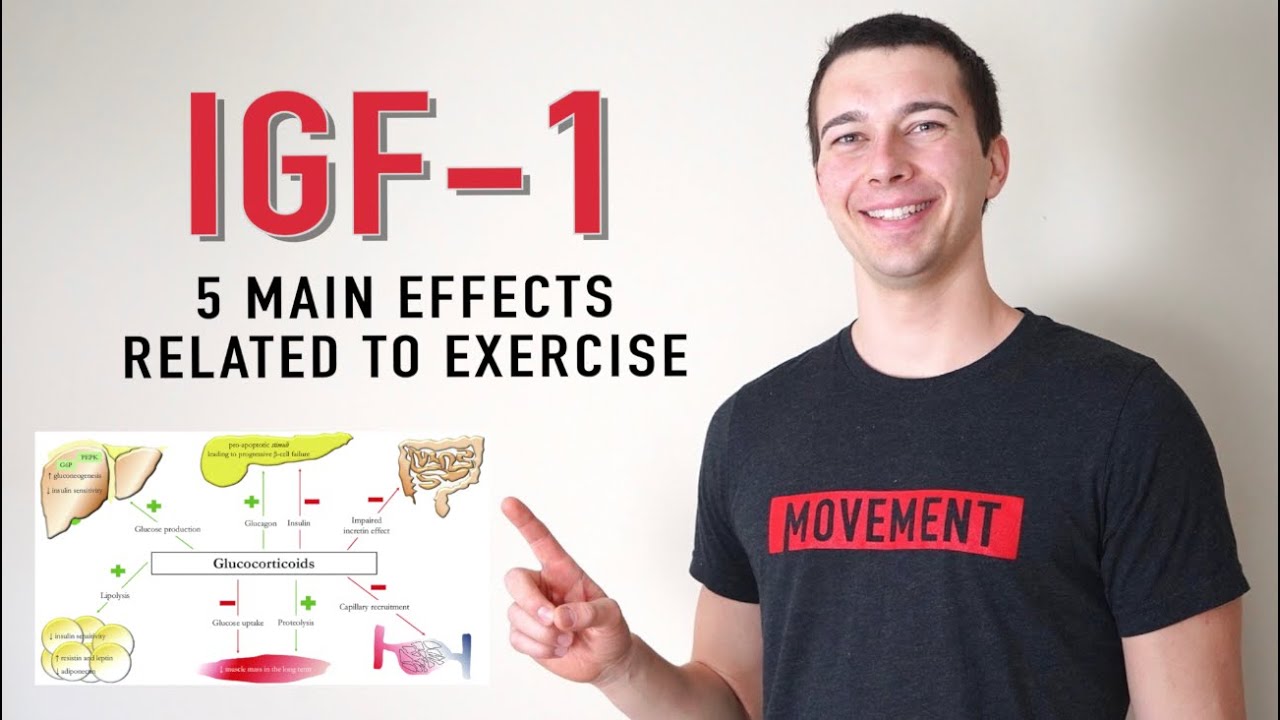 5 Functions of IGF-1 | What does IGF 1 Do?