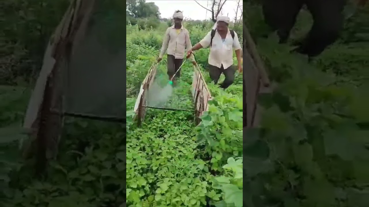 Cotton Spraying with Glyphosate in Agriculture 🌱
