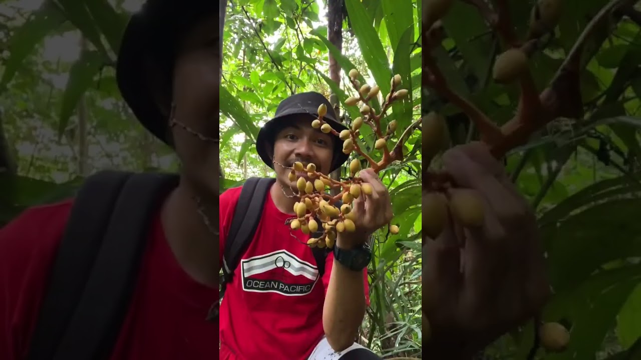 Menjelajah Hutan Cari Air Bambu ๐ฟ