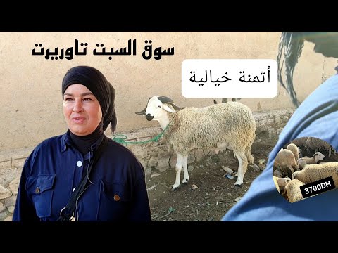 أثمنة خروف العيد 2023 سوق السبت تاوريرت 17/6/2023 أثمنة خيالية😱