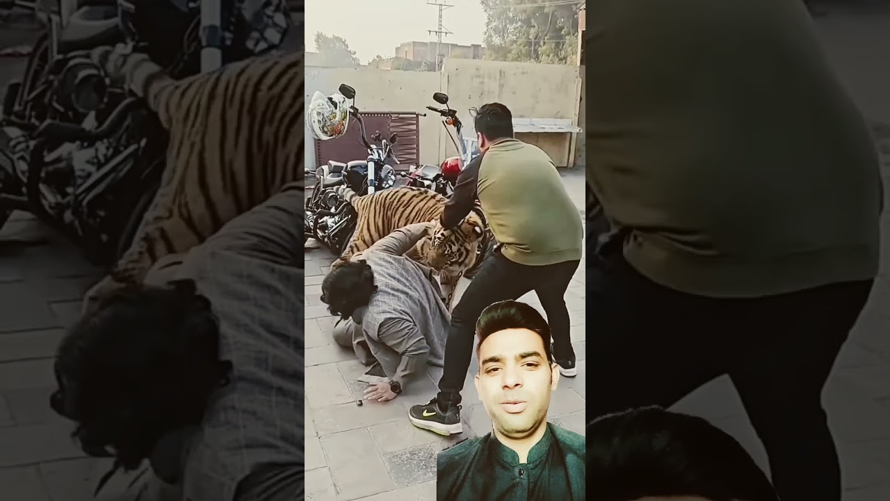 Tiger attack on owner friends#shortsvideo #active #funnyshorts #vlogs #tiger #tigerattack #lion
