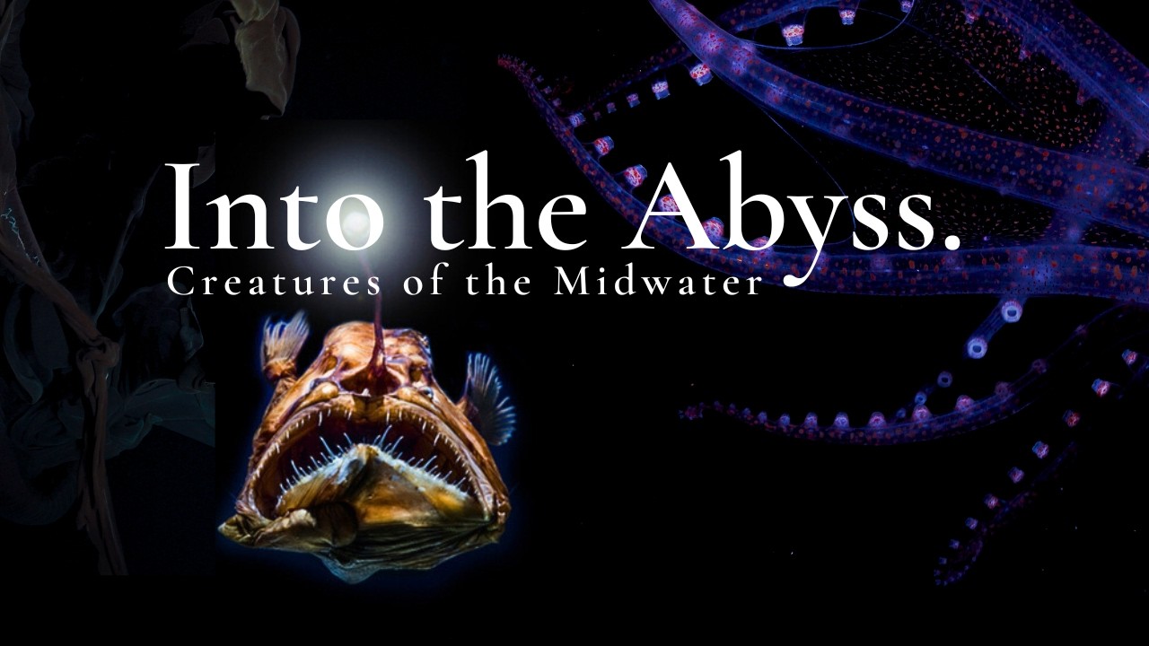 Into the Abyss: Creatures of the Midwater (Full Movie)