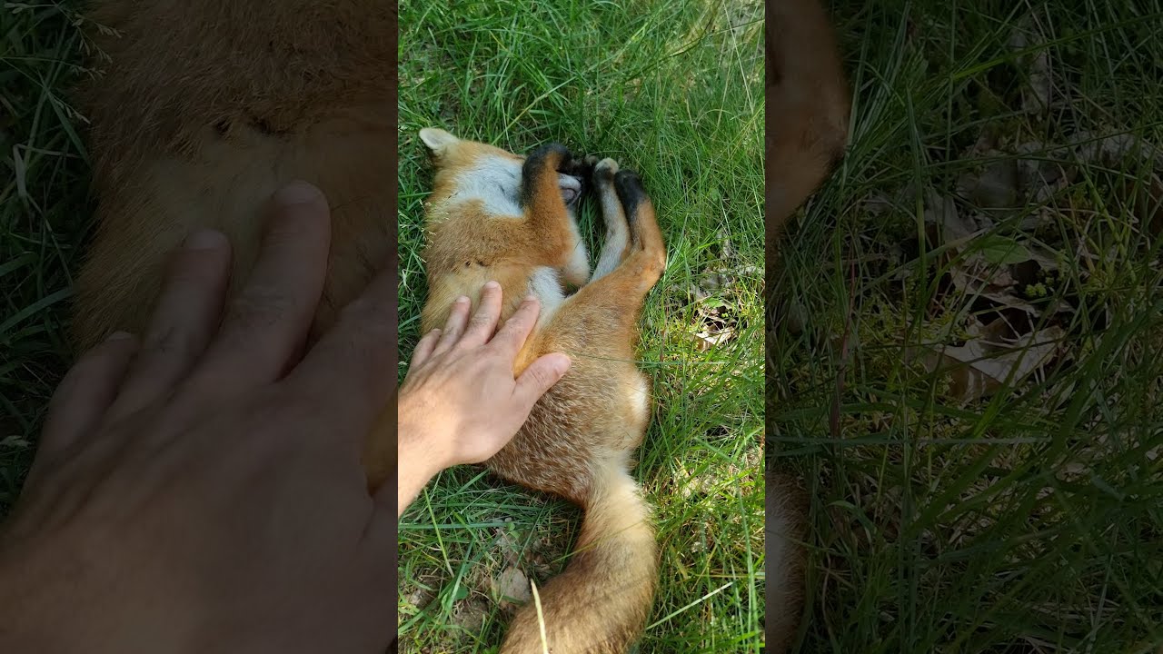 Watch Me Pet a Wild Fox! 🦊 #shorts