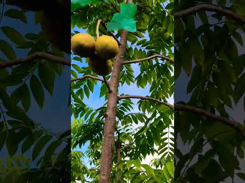 #greenery #shortsvideo #shorts #nature #rooftopgarden #bestof2023 #viral