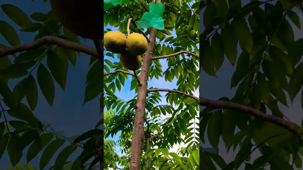 Transform Your Space with Stunning Rooftop Garden Ideas ๐ฟ