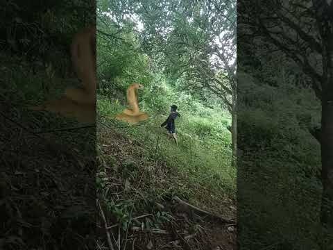 humarap pa ang laki😱 #youtubeshorts #funny #viral #snake #kmjs #highlights #everyone #trending
