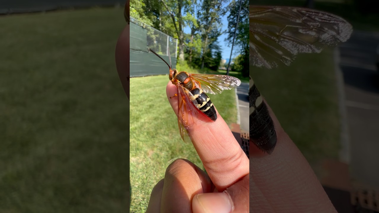 How to Safely Handle a Cicada Killer Wasp 🐝