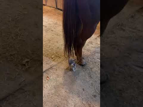 Too big for his britches !! #kittykitty #You Must Know #viral story #Wonderbot