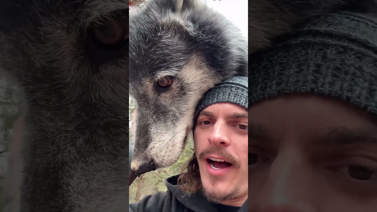 Making Friends with a Wolf 🐺