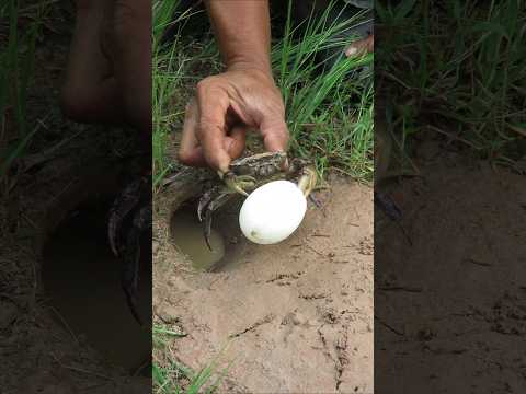 Survival Skills: SIMPLE ideas and USEFUL with CRAB 🦀 #outdoors #survival #bushcraft
