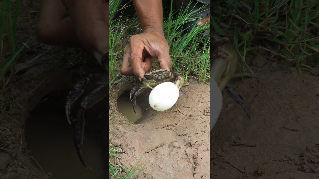Essential Survival Skills Using Crab 🦀: Simple & Practical Tips for the Outdoors