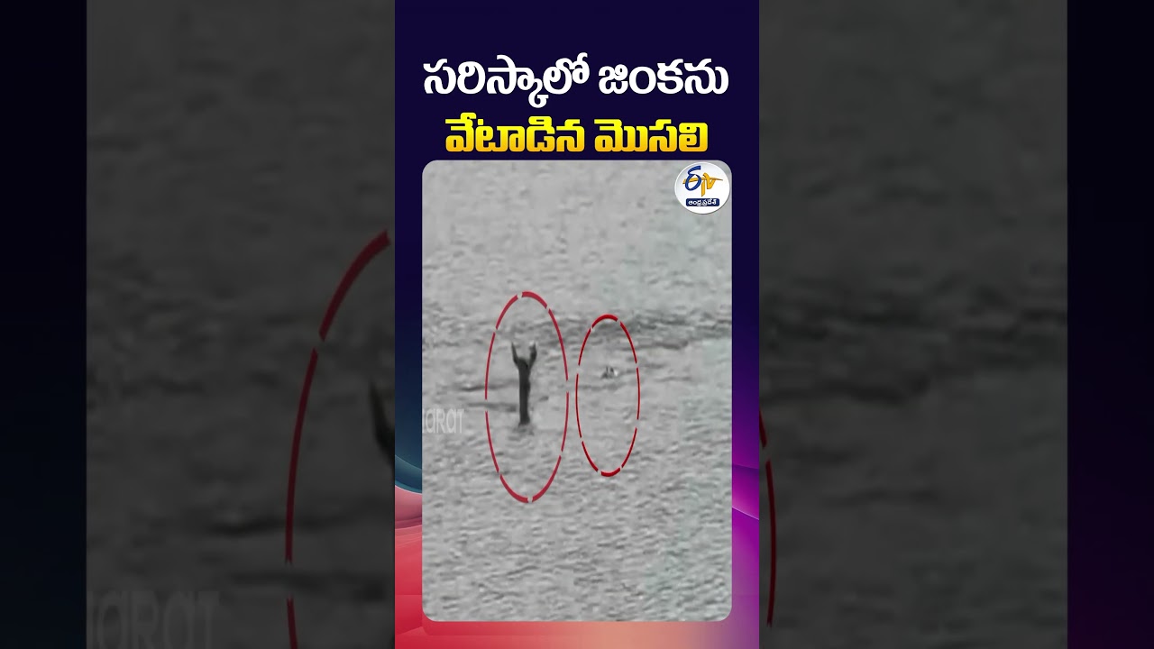 సరిస్కాలో జింకను మొసలి వేటాడింది 🐊