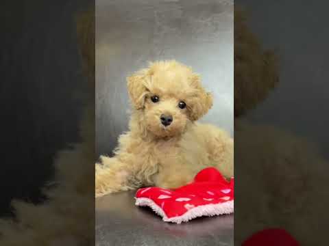 Learn about the Toy Poodle Puppy
