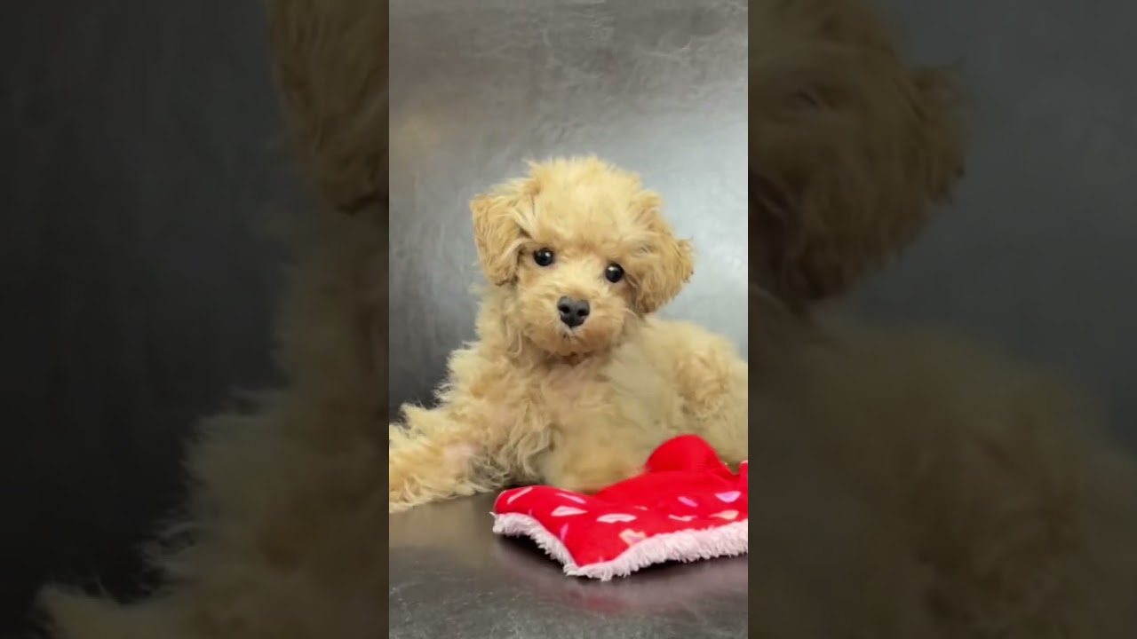 Everything You Need to Know About Toy Poodle Puppies 🐩