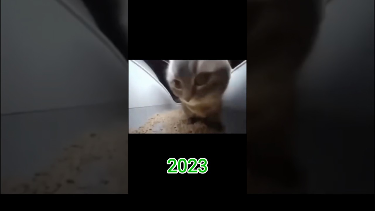 Famous Cat Memes: Then vs Now 🐱