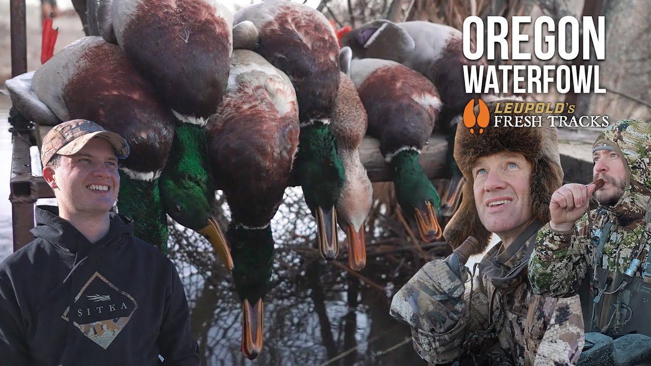 Epic Oregon Duck Hunt: Protecting Wildlife & Wetlands 🦆