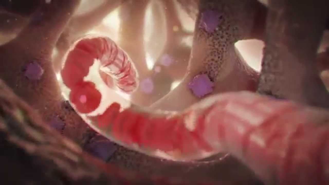 Awesome Animation Demo Reel | 2013 | Nucleus Medical Media