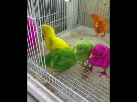 أغنية هالصيصان شو حلوين #كتاكيت_بيبي #كتاكيت #صيصان