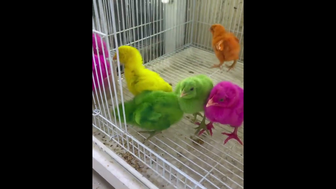 أغنية هالصيصان الحلوة 🐥 تعلم الأطفال عن الكتاكيت بطريقة ممتعة