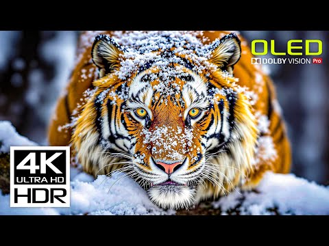JAW-DROPPING 4K HDR Video 60fps Dolby Vision - Relaxing Music for Stress Relief