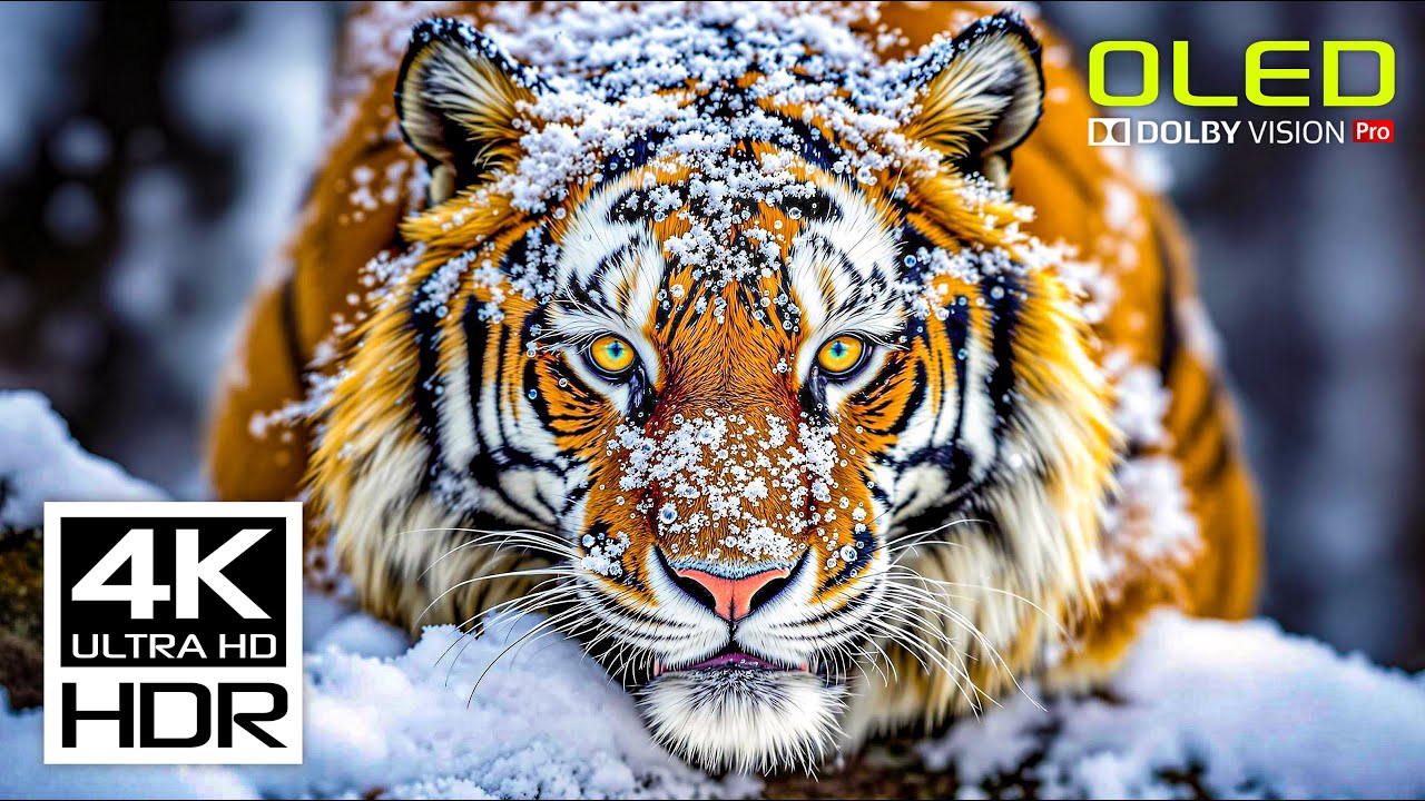 Stunning 4K HDR Relaxing Video with Dolby Vision 🎶