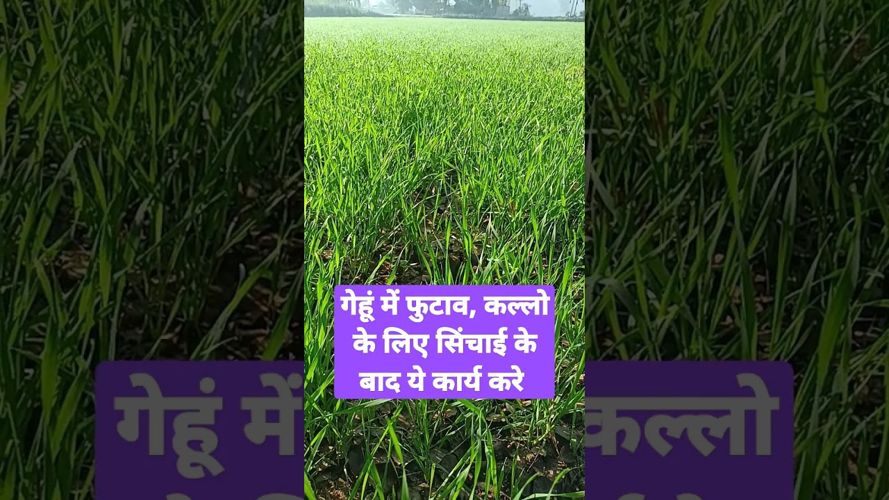 गेहूं की फसल में कल्लो की संख्या बढ़ाने के तरीके 🌾