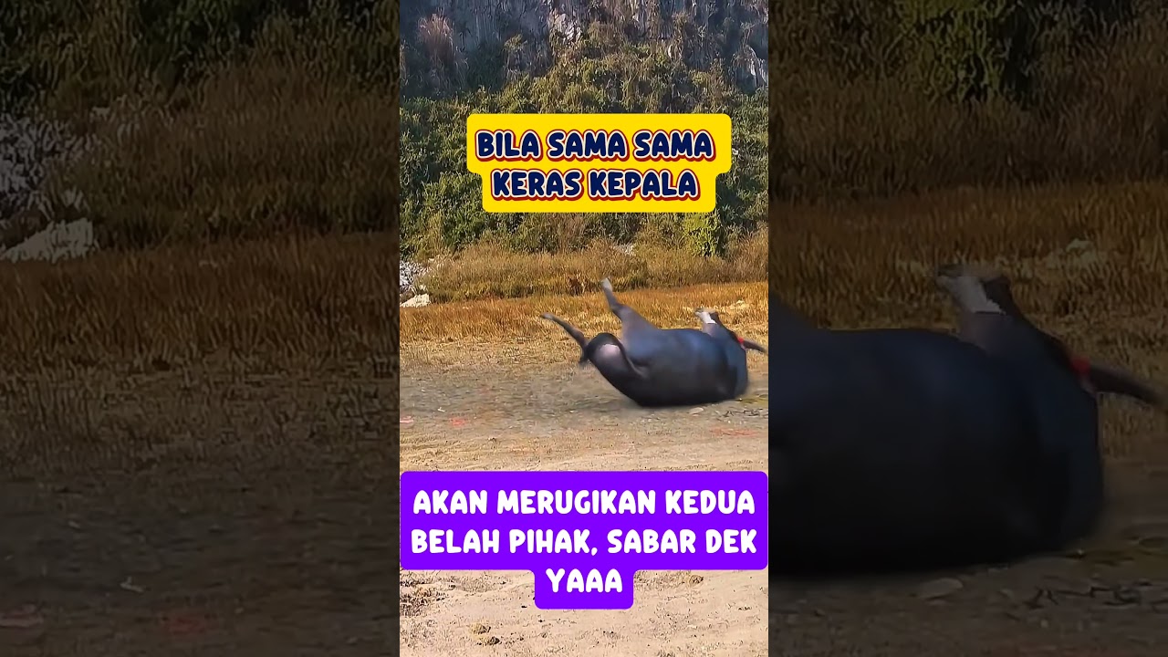 Humor and Advice: A Fun Take on Wisdom ๐