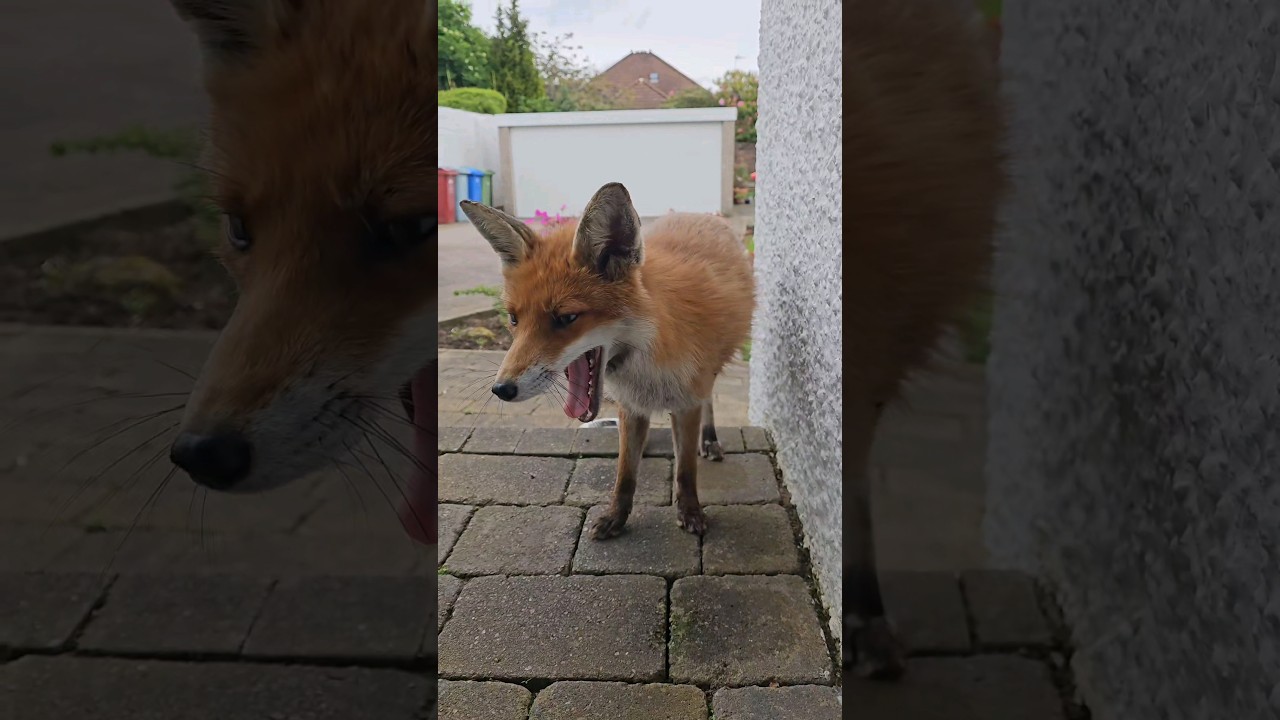 Wild Fox Yawning 🦊