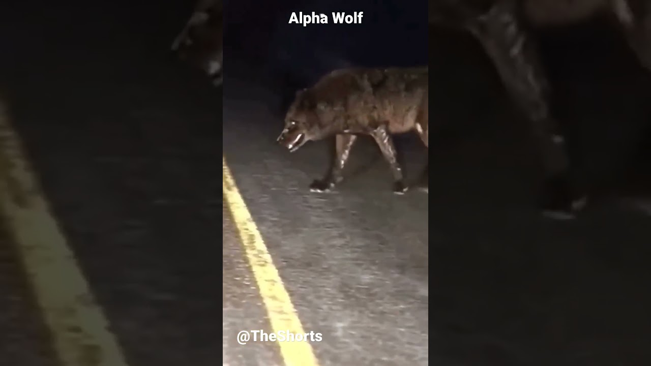 Alpha Wolf: The Ultimate Predator 🐺