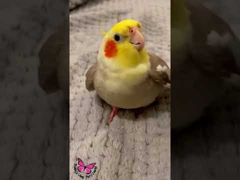 Cookie Song Cockatiel || Cockatiel Singing #cockatiel #shorts #cockatielsinging #ginger