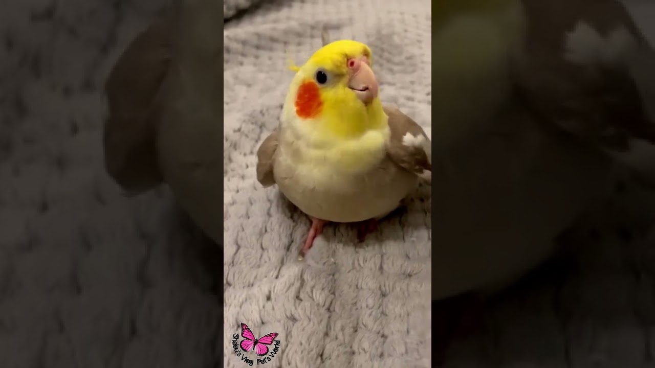 Adorable Cockatiel Ginger's Catchy Song 🎶 | Viral Bird Singing Clip
