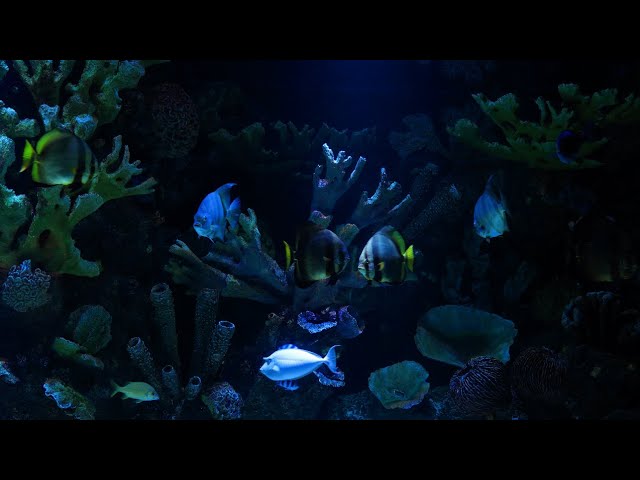 Deep Blue Aquarium Ambience 4K | Relaxing Underwater Sounds