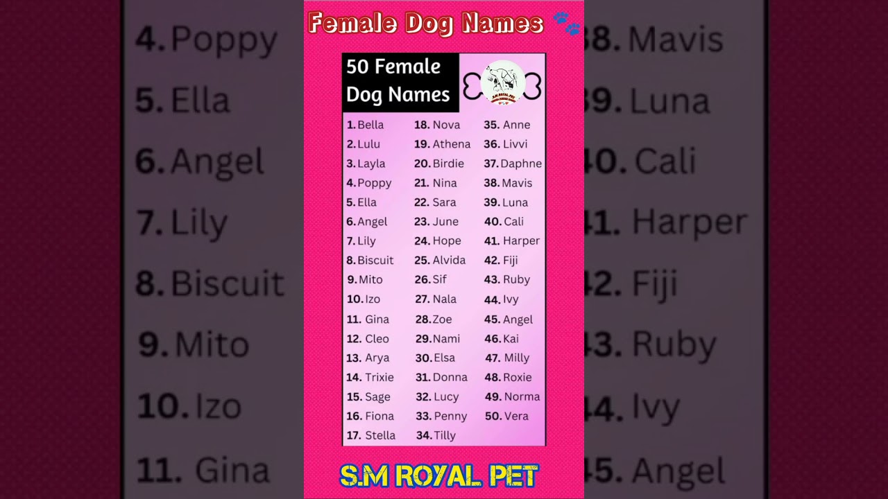 Top 50 Beautiful Female Dog Names in Kannada 🐾