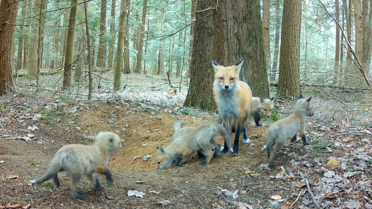 Mom Red Fox Catches Snakes, Fish & a Skunk for Dinner