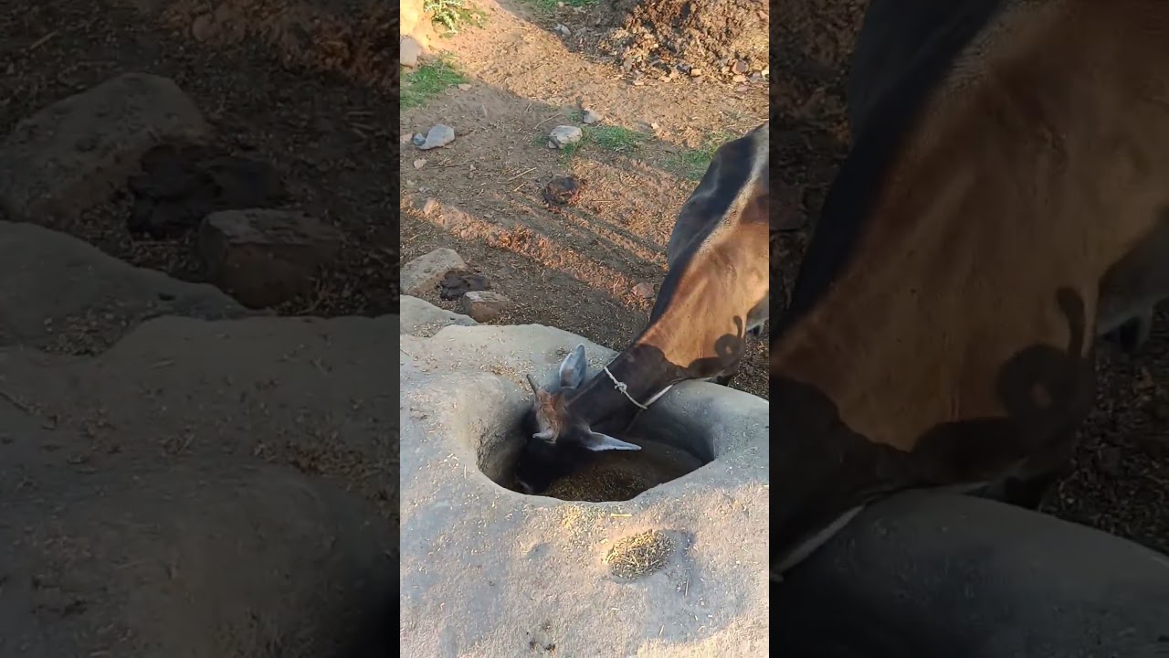 Akhanda Hindi Dubbed Movie 2024 | Balakrishna & Srikanth