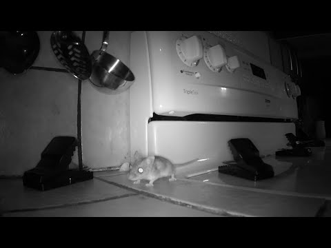 Effective Strategies to Keep Your Kitchen Mouse-Free