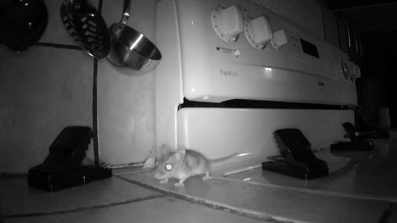 Effective Strategies to Keep Your Kitchen Mouse-Free