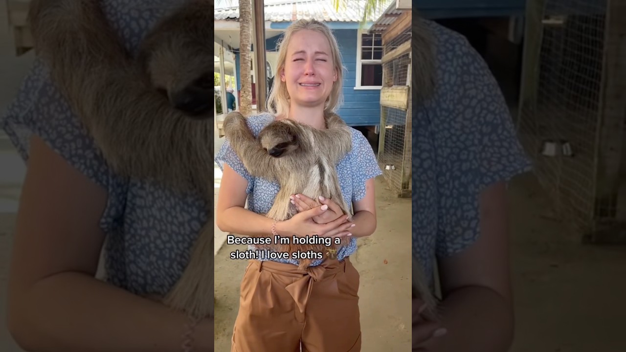 A Sloth's Hug Can Cure Anything 🥹