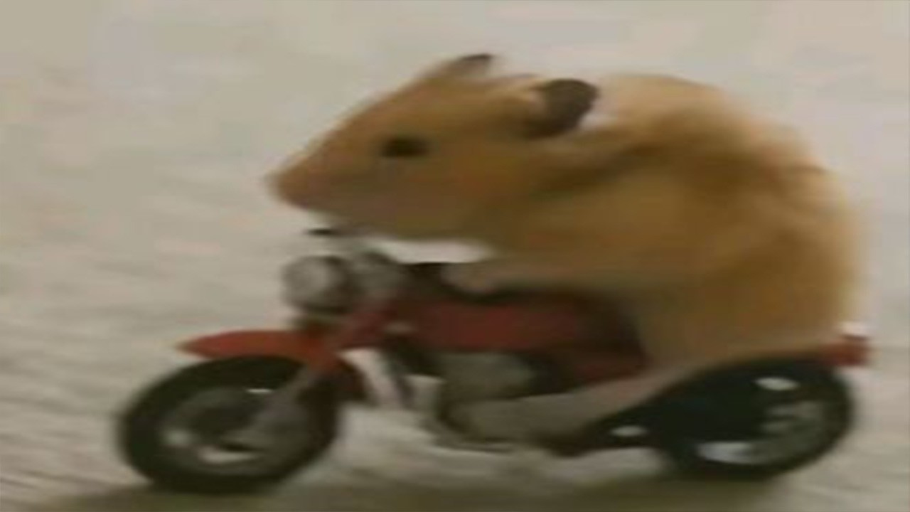 Top 5 AI Animal