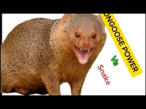 The Mongoose: Nature's Fierce Protector 🐾