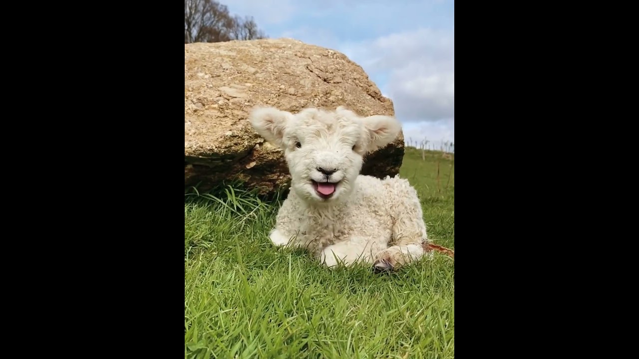 Adorable Little Lamb That Will Melt Your Heart 🐑