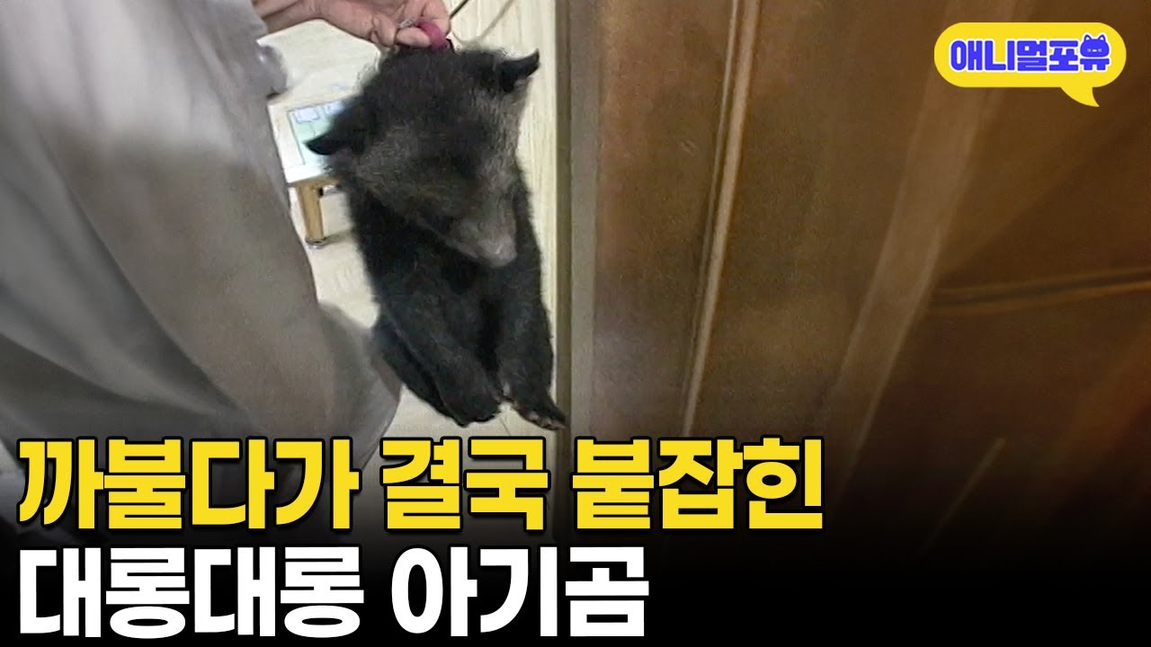 아기곰의 귀여운 실수와 웃음 폭발 🐻