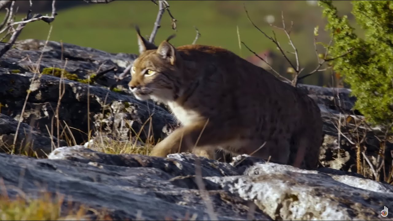 Explore France's Wild Natural Landscapes ๐ฟ