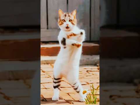 Super cute dance 🥰 #cute #cat #catlover #funny #short #shorts #shortvideo #yt #ytshort #ytshorts