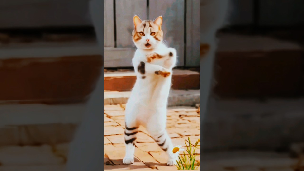 Adorable Cats Dancing to Make You Smile 🥰